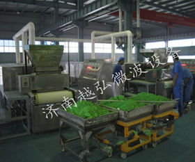 鹽城大麥若葉干燥 越弘十年品牌 大麥若葉干燥機